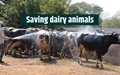 How to save dairy animals from hyperthermia?