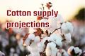 Global Cotton Supply Outlook slightly lower than Previous Year; Indian Cotton Crop Size Estimated Higher
