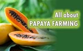 How Farmers can double their Income through Papaya Cultivation?