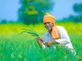 SBI Big GIFT for Farmers! Kisan Credit Card New Service will Benefit All Farmers; Know How