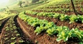Top Farming Techniques to Improve Agro Ecosystems