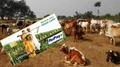Get Easy Loans to Buy Cow, Buffalo, Goat through Pashu Kisan Credit Card; Check How to Apply