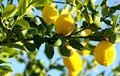 Pest and Disease Management in Lemon Cultivation