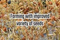Get more Yield by Sowing these Improved varieties of Wheat
