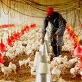 Current Scenario of Poultry Sector in Assam; Check Top Breeds of Birds