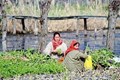 The Ladies behind Dal's Floating Gardens: A tale of Hard-work and Dedication