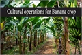 Are you a Banana Grower? Here are Ways to Enhance Your Crop
