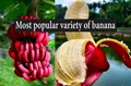 Super Food: The Red Bananas and their Health Benefits