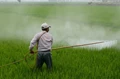 Global Ban on Swiss Pesticide ‘POLO’ needs attention