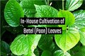In-House Cultivation of Betel Leaves; Temperature, Soil Requirements, Plant Care, Harvesting & Government Subsidies