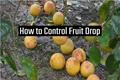 Enrich the Quantity of Citrus Fruits; Here are Ways to Control Fruit Drop & Increase Your Earnings