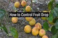 Enrich the Quantity of Citrus Fruits; Here are Ways to Control Fruit Drop & Increase Your Earnings