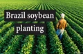 Higher Soybean Prices in Brazil likely to Encourage Farmers to Plant more as Compared to Last Year