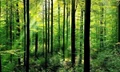 India Among Top Ten Nations in the World in Terms of Forests