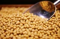 Soybean Prices Likely to Remain Firm in Coming Months; Advise for Farmers