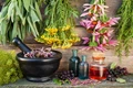Top 10 Medicinal Plants that you can Grow at your Household