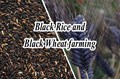 Black Rice and Black Wheat Cultivation in Bihar; Success Story of Progressive Farmers