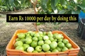 Farmer from Maharashtra earns Rs 10000 per day by switching from sugarcane to organic guava cultivation