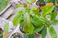 How to do Avocado cultivation in your balcony; Read Here to find out