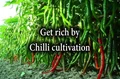 Earning up to Rs 20000 per week; Know How Farmers are getting rich by Chilli Cultivation