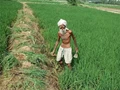 Delayed Monsoon Withdrawal Adversely Affects Kharif Crops