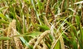 PMFBY Yojana Latest: Millets Will Now Be Covered Under Crop Insurance Scheme; More Details Inside