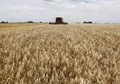 Big news: Genetically modified wheat gets validation from Argentina