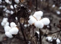US & Global Cotton Production Pegged Lower as Compared to Previous Estimate, Global Cotton Consumption Estimated higher