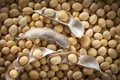 Global Soybean Market Review: Prices in US likely to remain Firm in Future