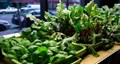 Indoor Plants: Top 10 Edible Plants that can be Grown Indoors