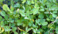 Researchers Develop New Biopesticide for Spice Crops