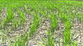 Direct Seeded Rice (DSR): A Solution to Stubble Burning, Water Scarcity & Agriculture Expenses