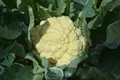 Cultivation of Pesticide Free Cabbage and Cauliflower using ICAR-IIHR Neem seed Powder Pellet Formulation