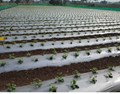 Why is Mulching Recommended in Your Farm?