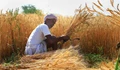 Good News! New High Yielding Wheat Variety Helps Farmers in this Village to Double their Yield
