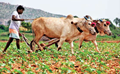 BARC Technologies to Boost Farm Income
