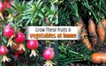 Top 5 Vegetables and Fruits which can be Grown Easily at Home