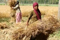 Know How Farmers Are Making Good Money From Crop Residues