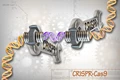 Nobel Prize in Chemistry Awarded for CRISPR Gene Editing