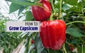 In-house Cultivation of Capsicum (Bell Pepper); How to Grow and Take Care of Your Plant