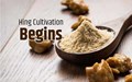 For the First Time in History, Hing Cultivation begins in India