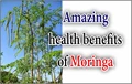 Why is Moringa tree special in our life?