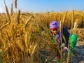 Punjab plans to switch from paddy to maize cultivation