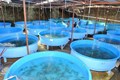 Good News for Fish Farmers! Govt is Giving Loan up to Rs.15 Lakh; Apply This Way