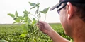 Plant Disease Management : Points to Ponder upon
