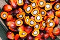 Palm Oil Production Prospects Continue Dwindling in Malaysia