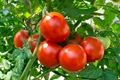 Earn up to Rs 4 Lakh from tomato cultivation by following Successful Farmer Subhash’s path