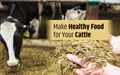 How to Make Nutritious Silage for Your Cattle?