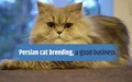 How to Earn Money through Persian Cat Breeding ?