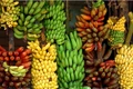 300 Banana varieties : Which one to choose